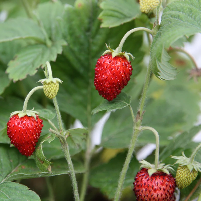 Bio Erdbeere 'Gourmet'