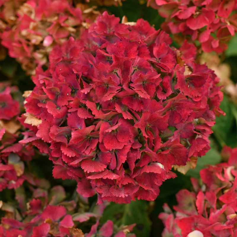 Bauernhortensie 'Magical Ruby Tuesday®'