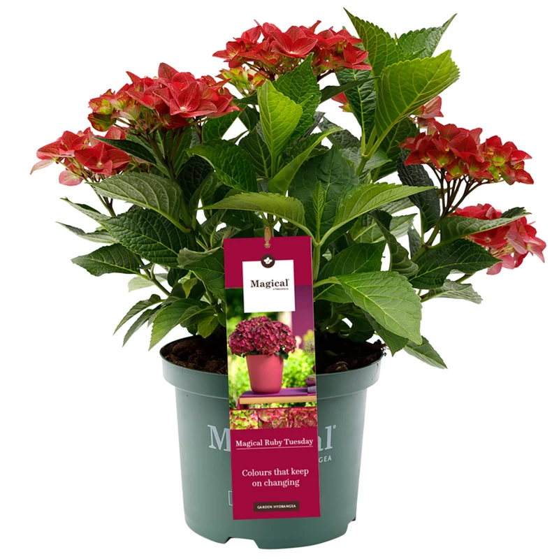 Bauernhortensie 'Magical Ruby Tuesday®'
