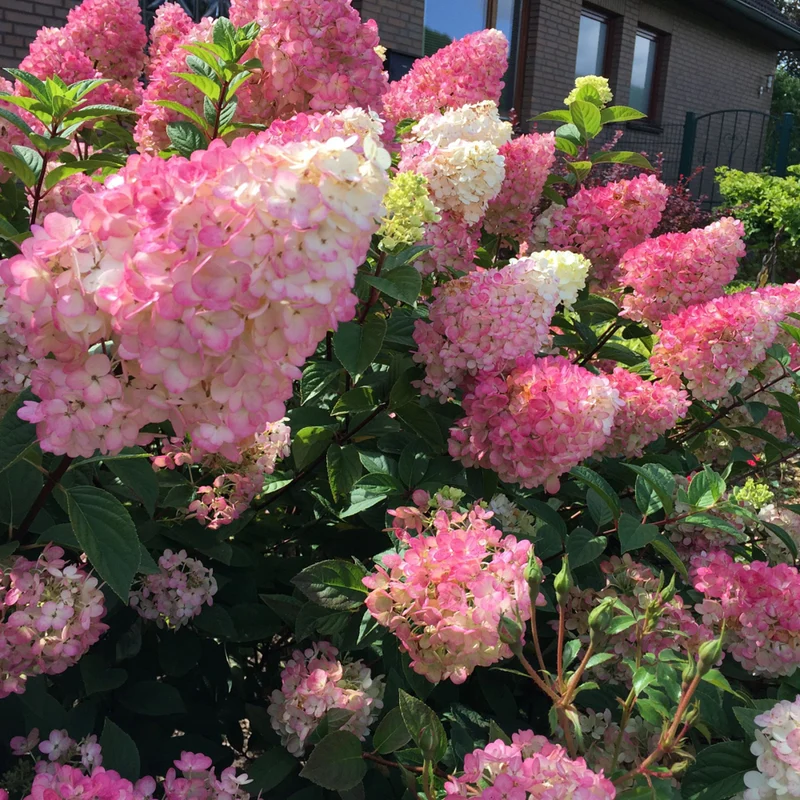 Rispenhortensie 'Sundae Fraise®'