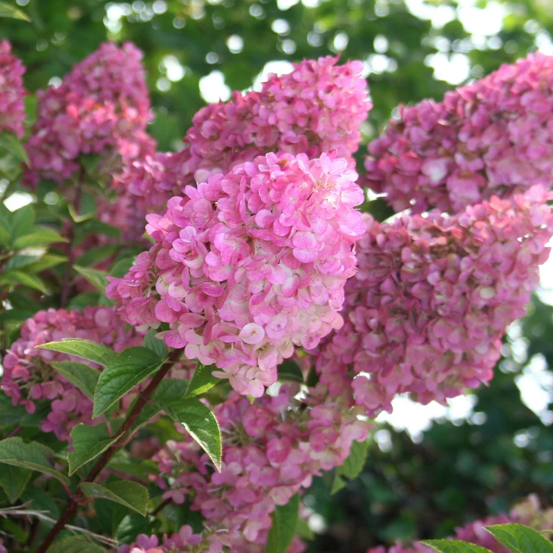 Rispenhortensie 'Sundae Fraise®'