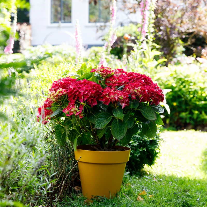 Bauernhortensie 'Music Collection Red Reggae®'
