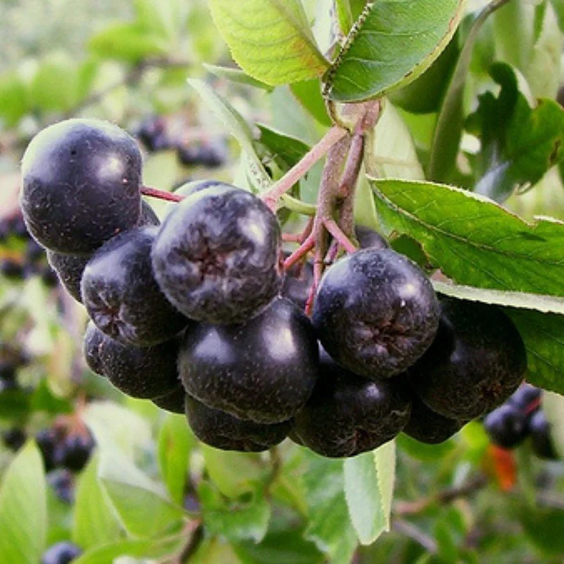 Bio Aronia Vitaminbeere
