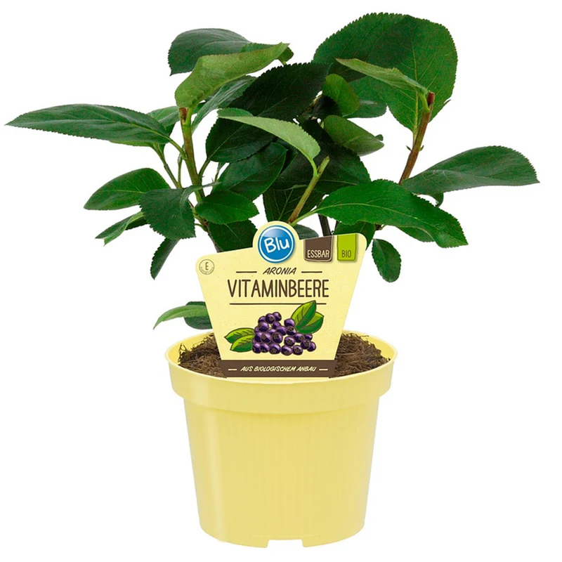 Bio Aronia Vitaminbeere