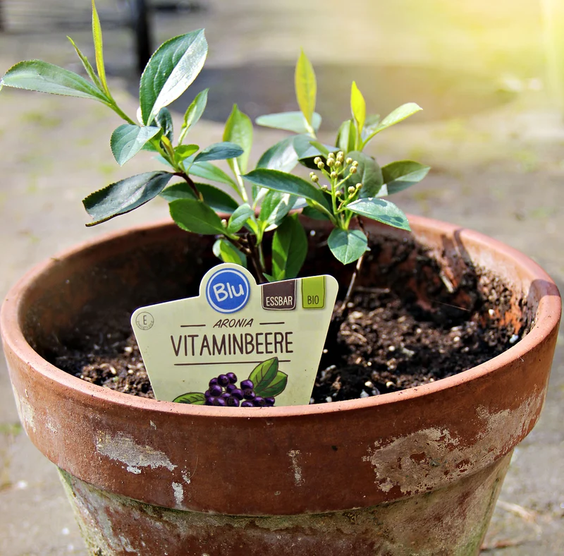 Bio Aronia Vitaminbeere