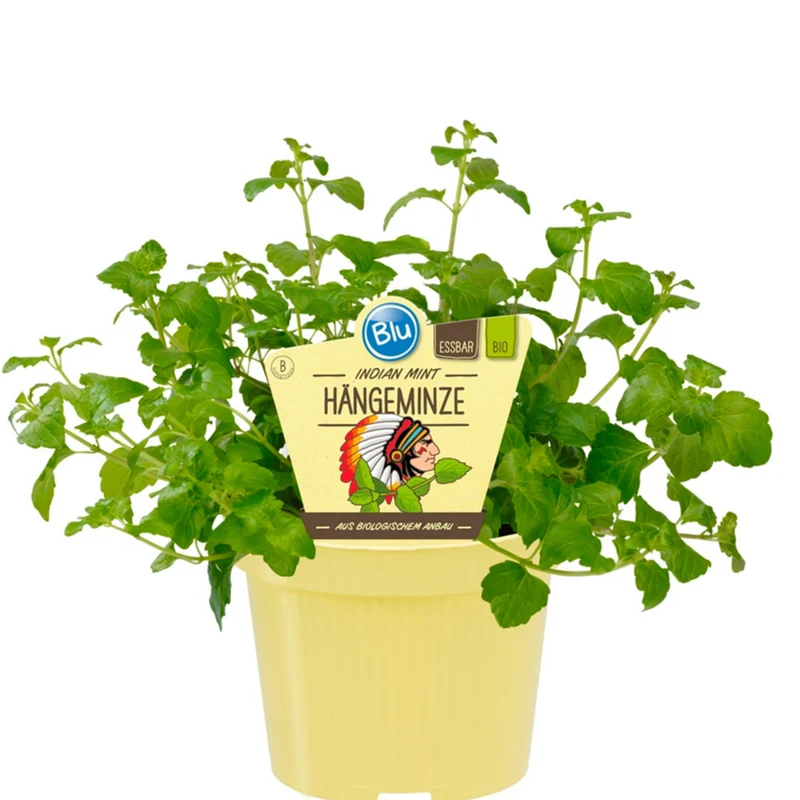 Bio Hängeminze 'Indian Mint'