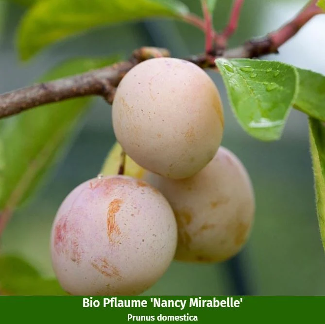 Bio-Obst Zwetschge & Pflaume, 2 Pflanzen
