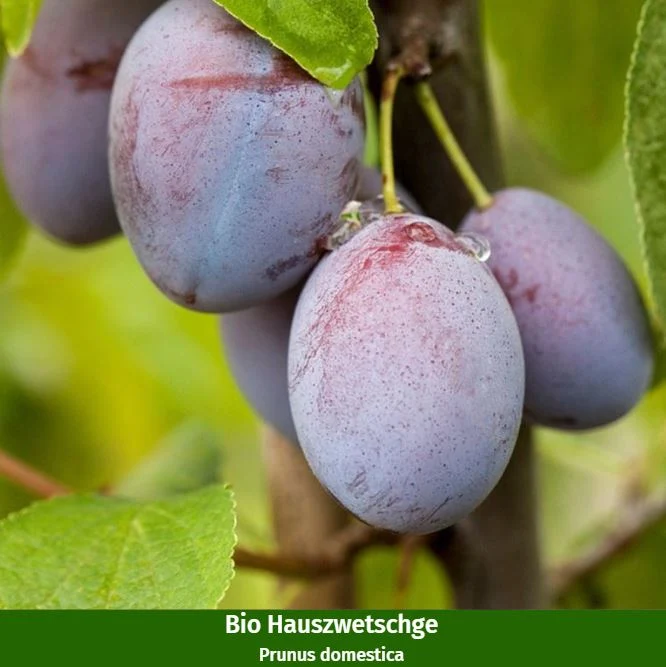 Bio-Obst Zwetschge & Pflaume, 2 Pflanzen