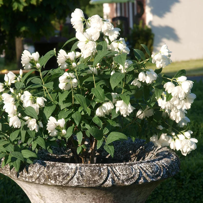 Gefüllter Pfeifenstrauch 'Little White Love®'