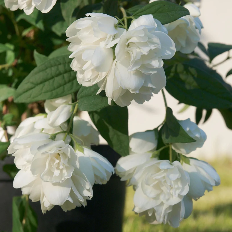 Gefüllter Pfeifenstrauch 'Little White Love®'