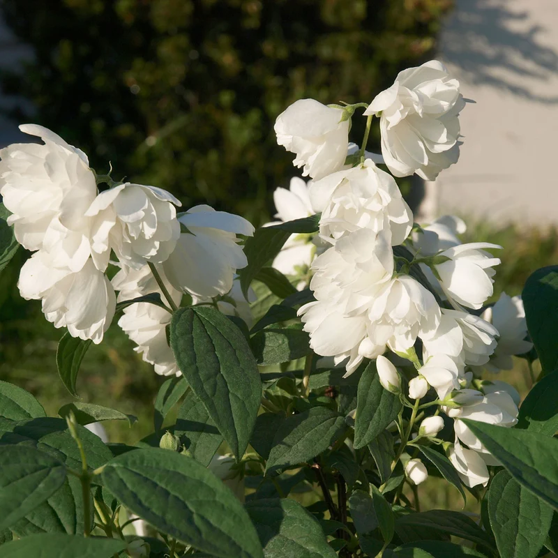 Gefüllter Pfeifenstrauch 'Little White Love®'