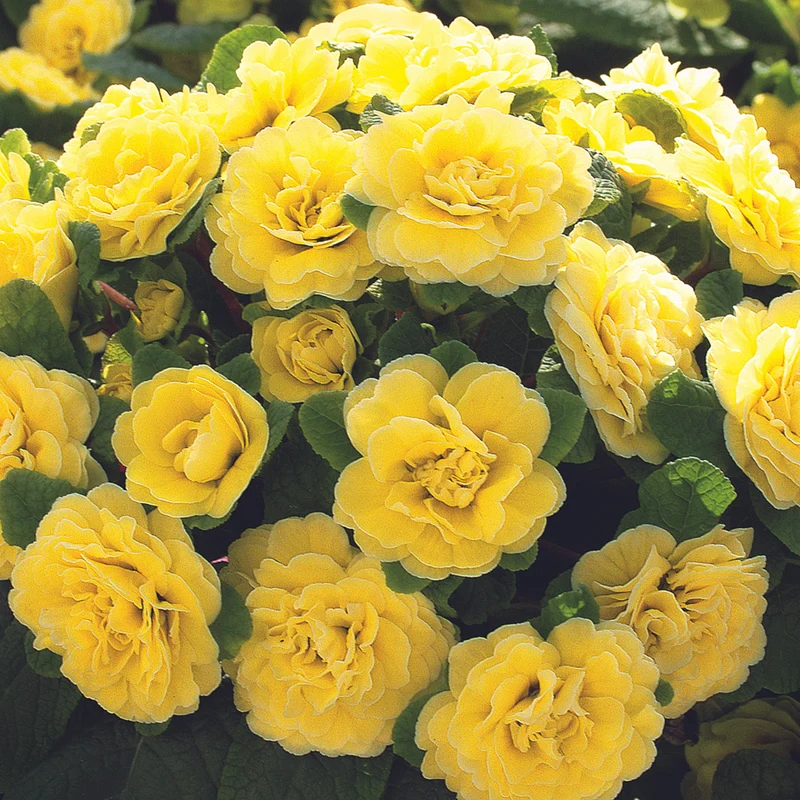 Rosenprimel 'Belarina'
