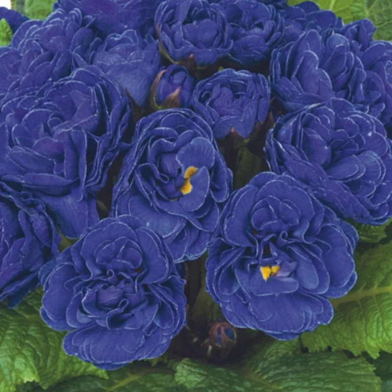 Rosenprimel 'Belarina'