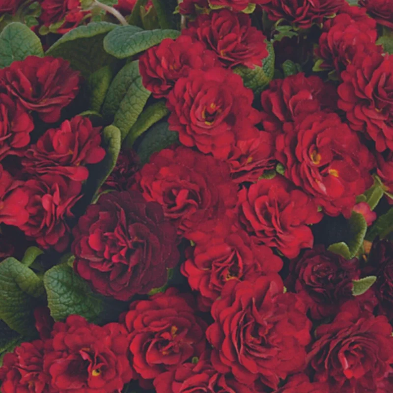 Rosenprimel 'Belarina'