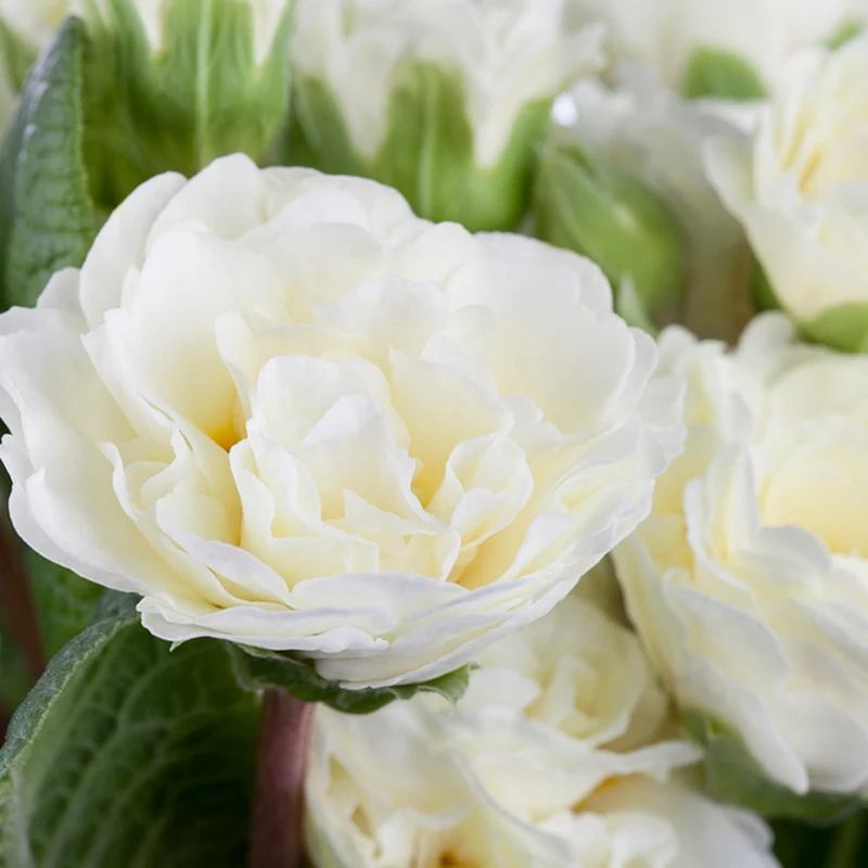 Rosenprimel 'Belarina'