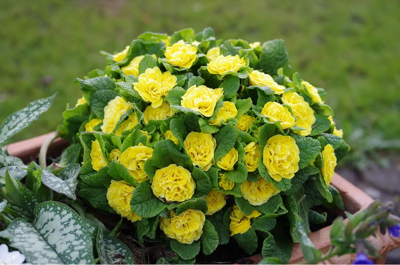 Rosenprimel 'Belarina'