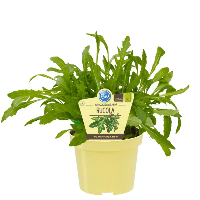 Bio Rucola, winterhart