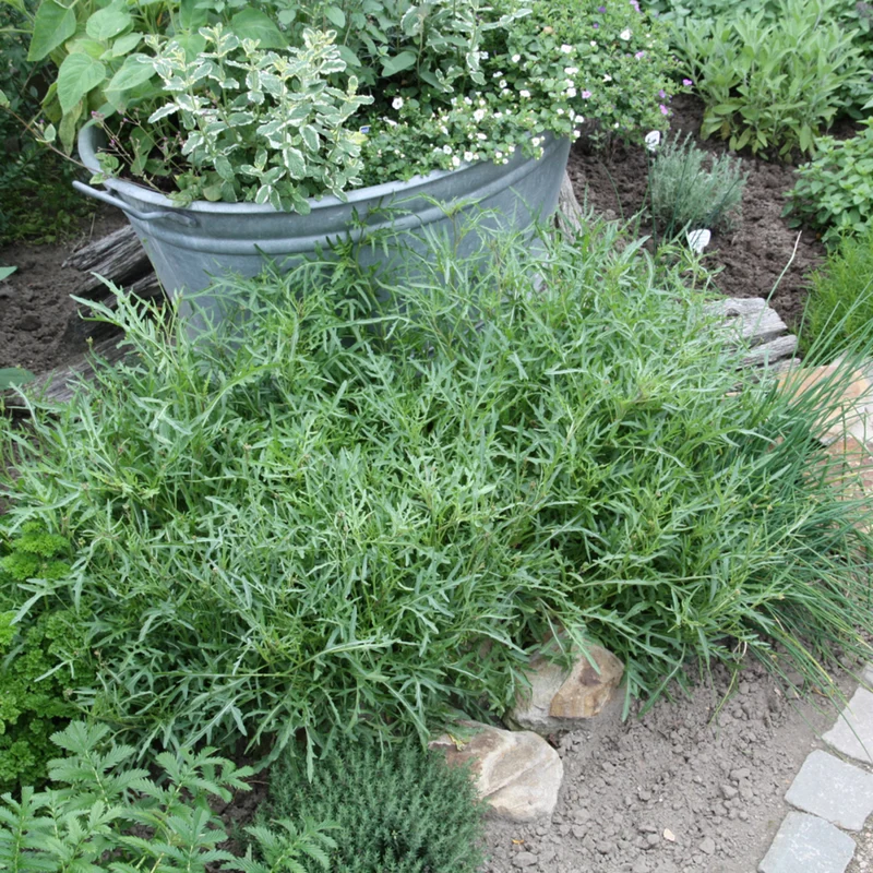 Bio Rucola, winterhart
