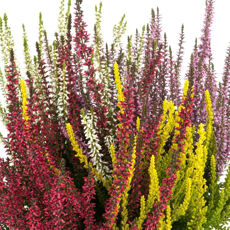 Besenheide 'Quattro Gardengirls®'