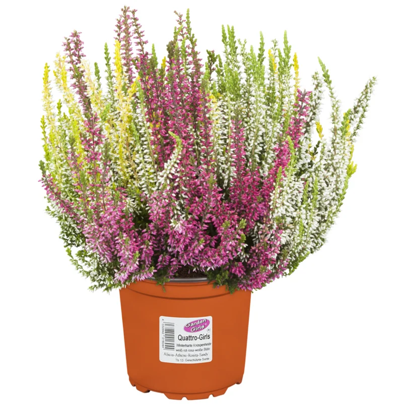 Besenheide 'Quattro Gardengirls®'
