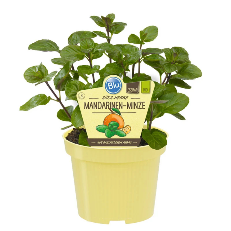 Bio Mandarinenminze