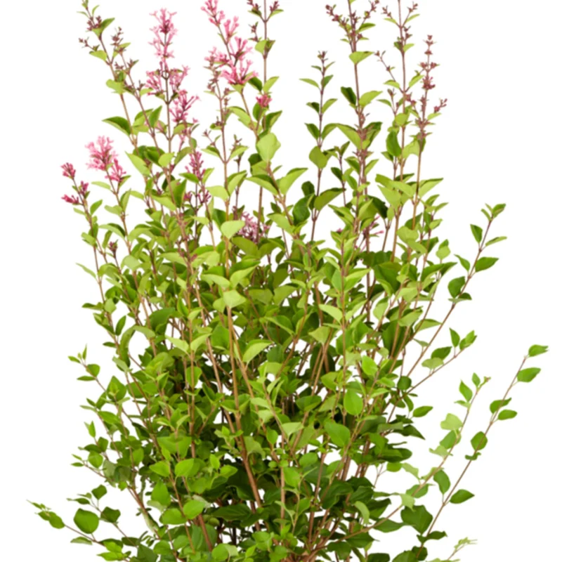 Zwerg-Edelflieder Bloomerang® 'Dark Purple'