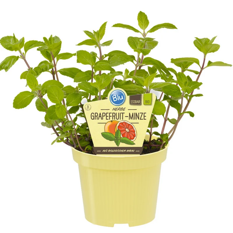 Bio Grapefruitminze