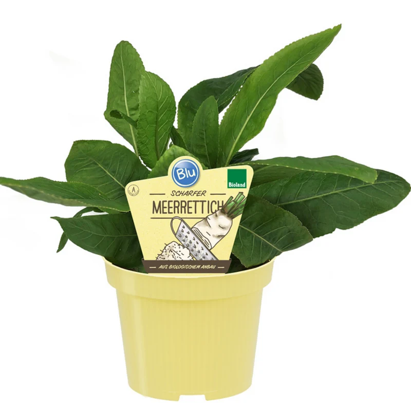 Bio Meerrettich