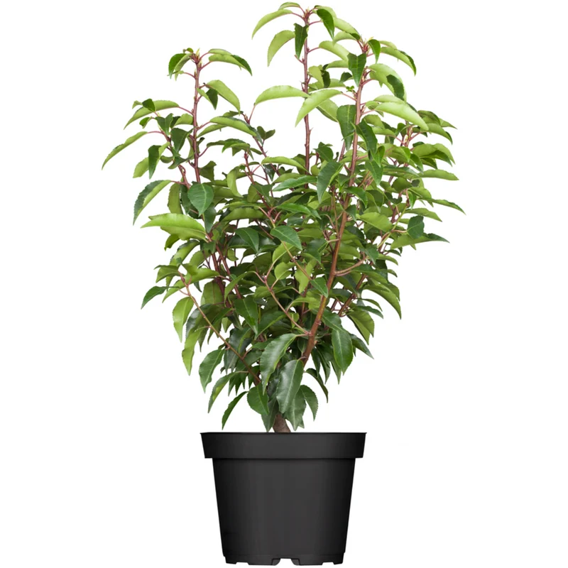 Portugiesischer Kirschlorbeer 'Angustifolia'