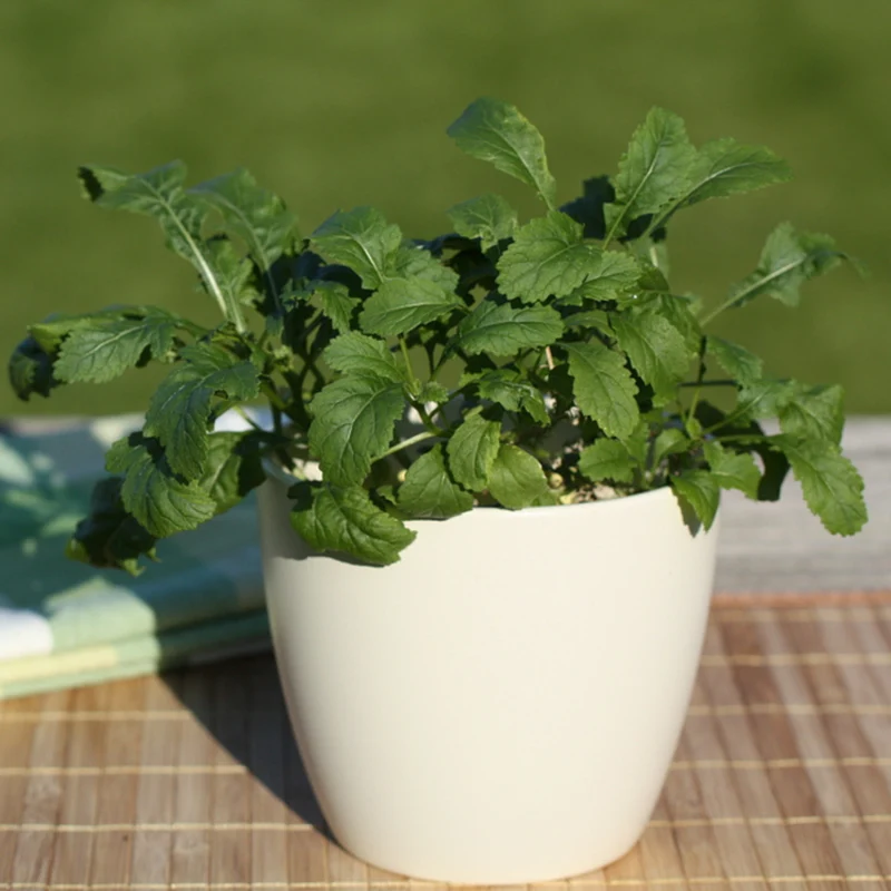 Bio Wasabi-Rucola