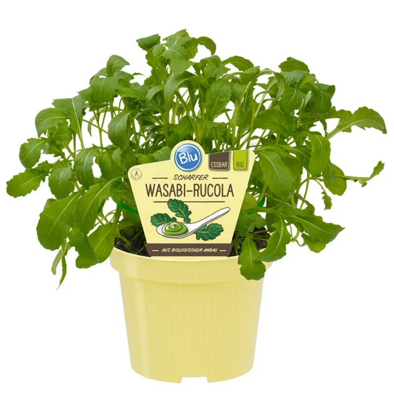 Bio Wasabi-Rucola