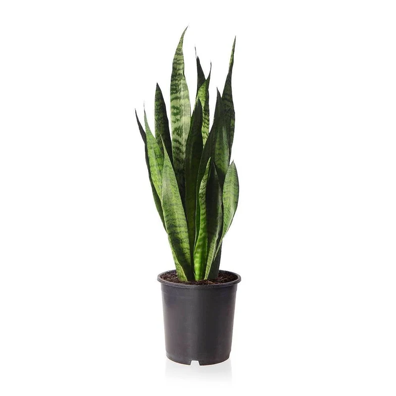 Bogenhanf 'Black Coral'