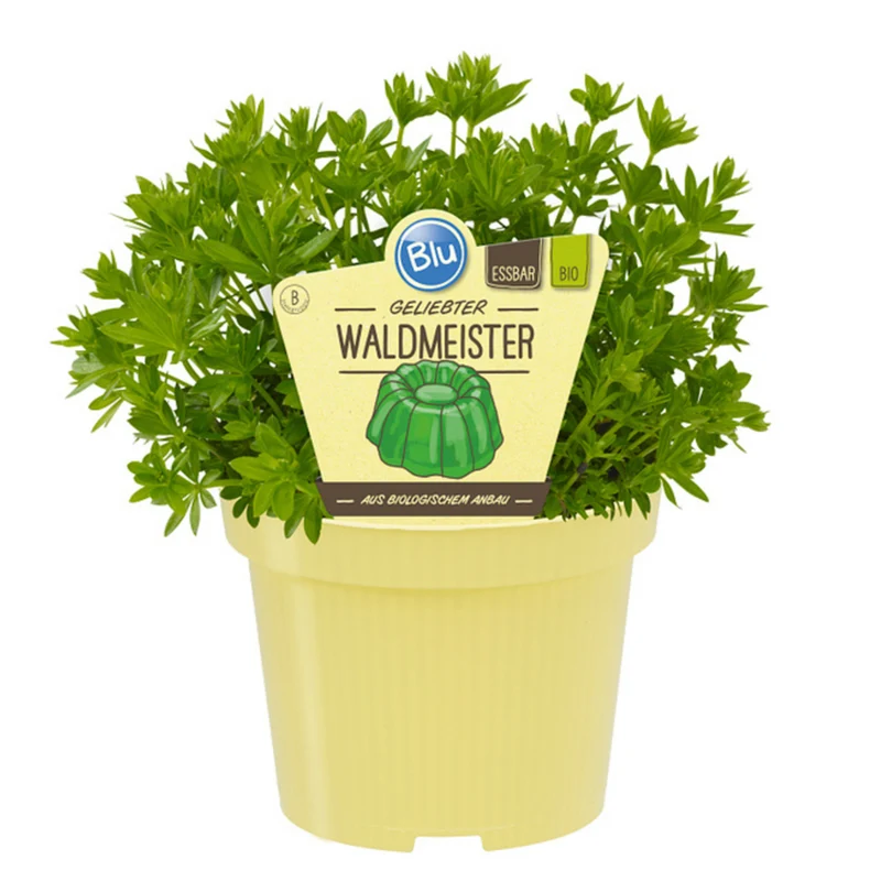 Bio Waldmeister