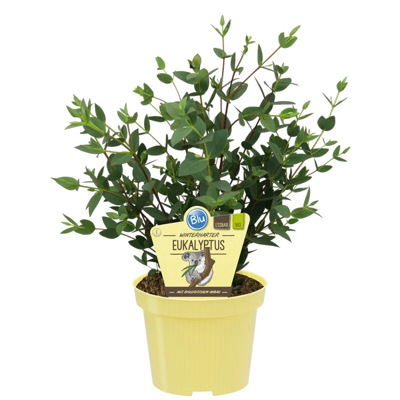 Bio Eukalyptus, winterhart