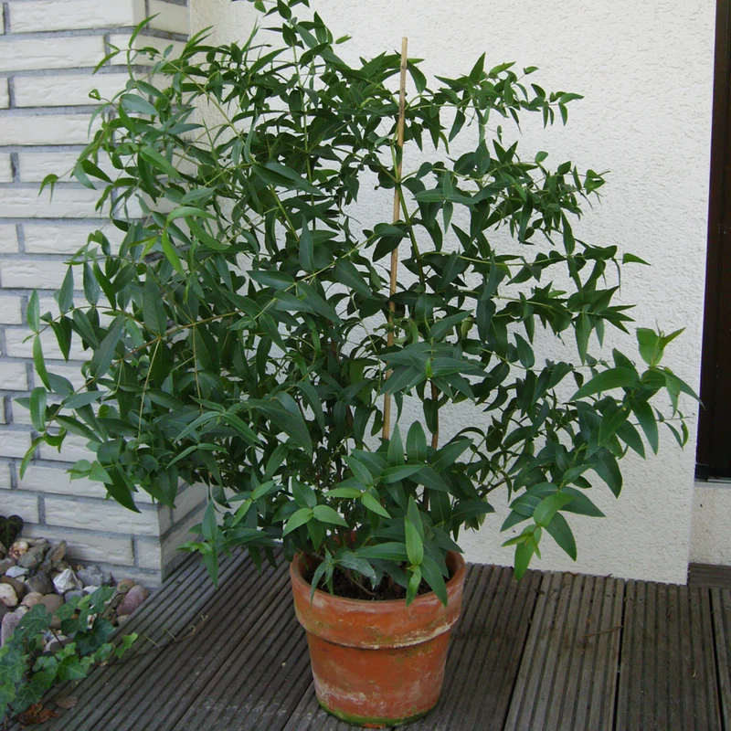 Bio Eukalyptus, winterhart