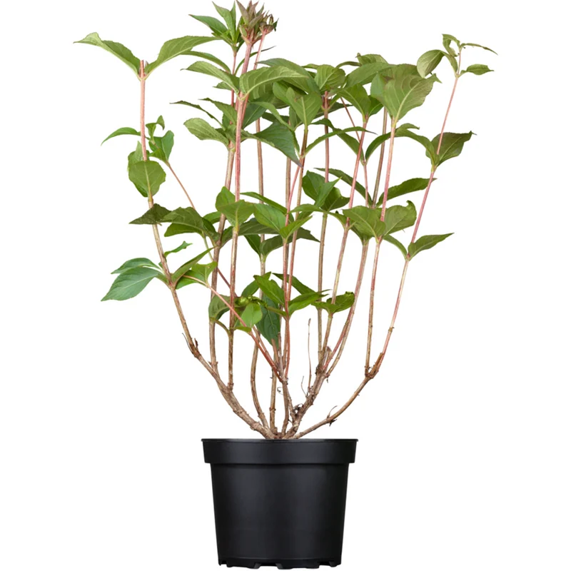 Weigelie 'Bristol Ruby'