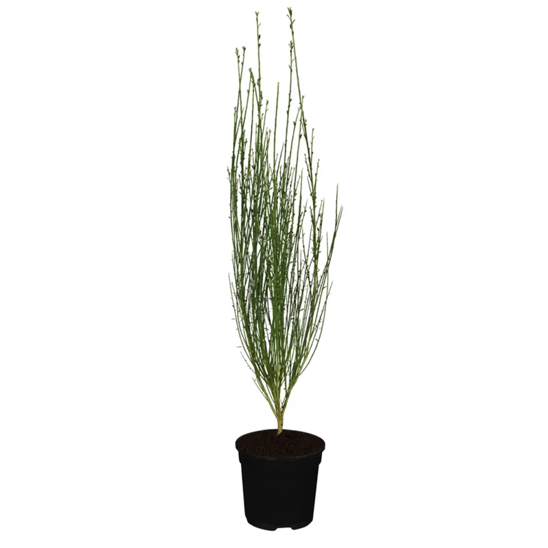 Edelginster 'Burkwoodii'