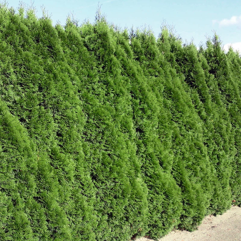 Lebensbaum-Hecke 'Smaragd'