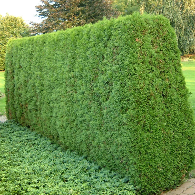 Lebensbaum-Hecke 'Smaragd'