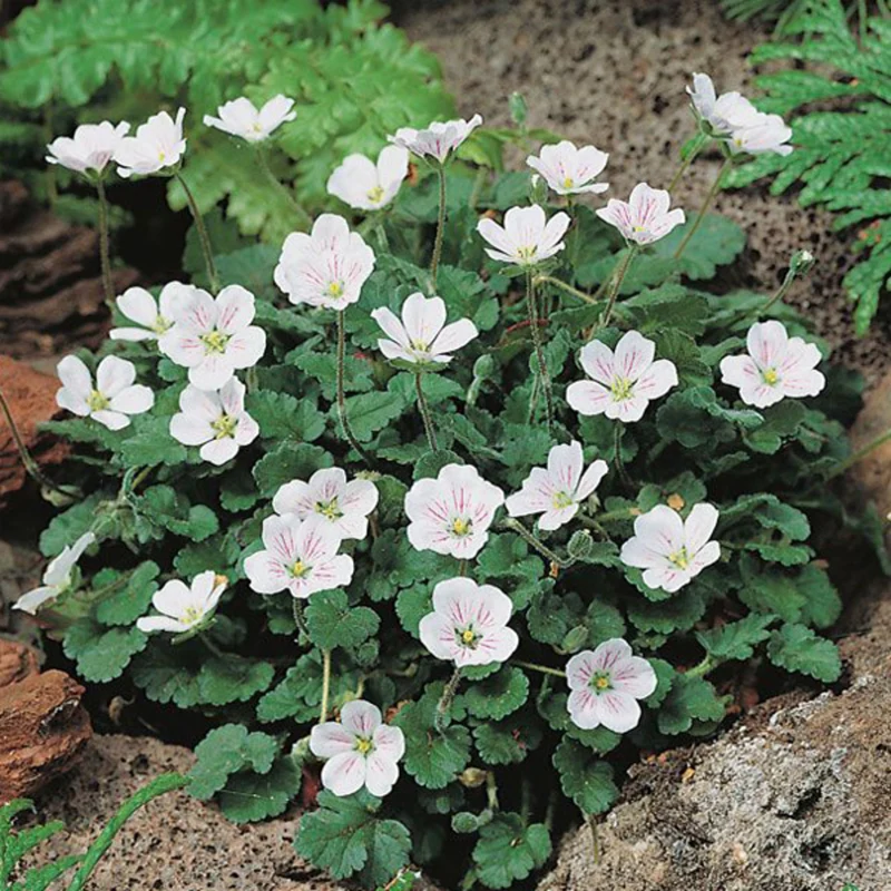 Reiherschnabel