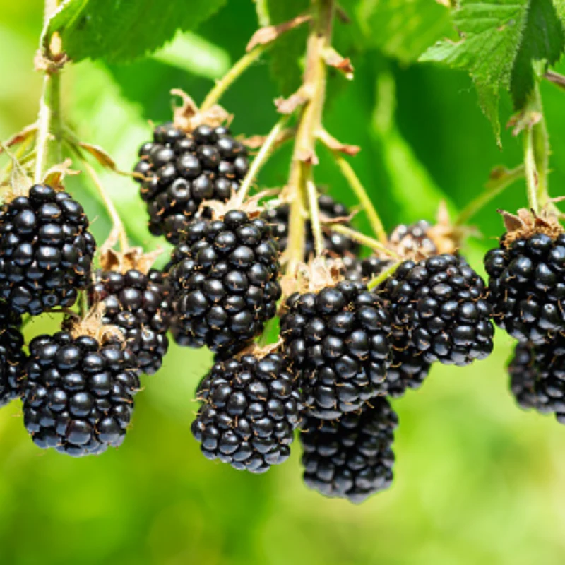 Bio-Obst "Beerenliebe"