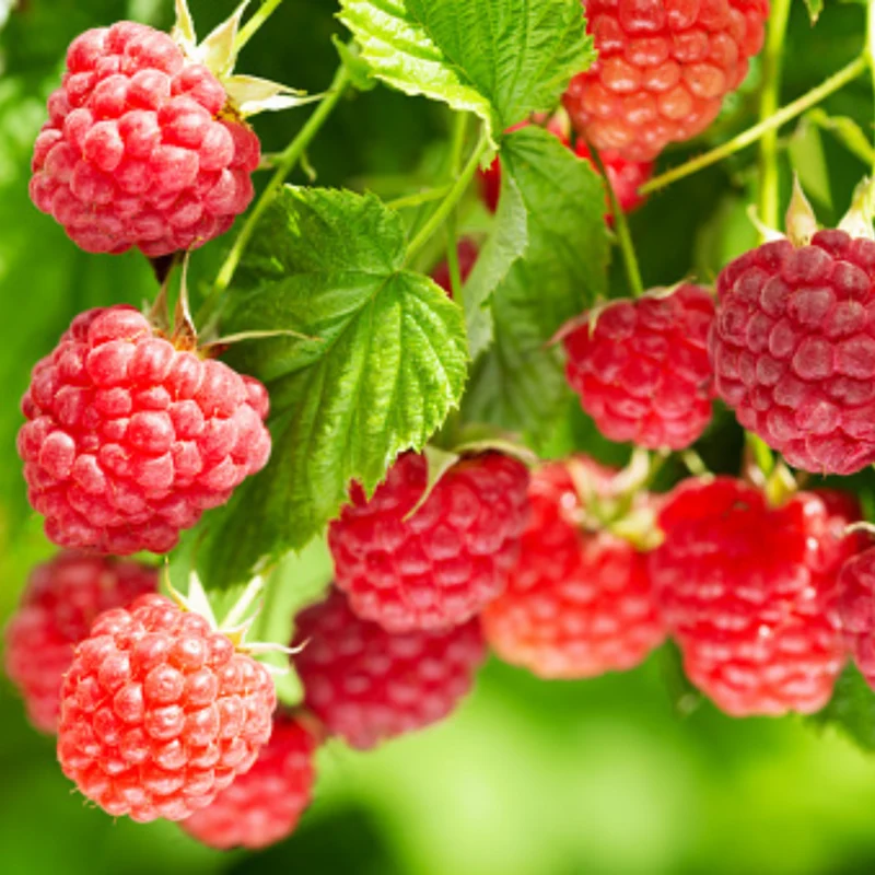 Bio-Obst "Beerenliebe"