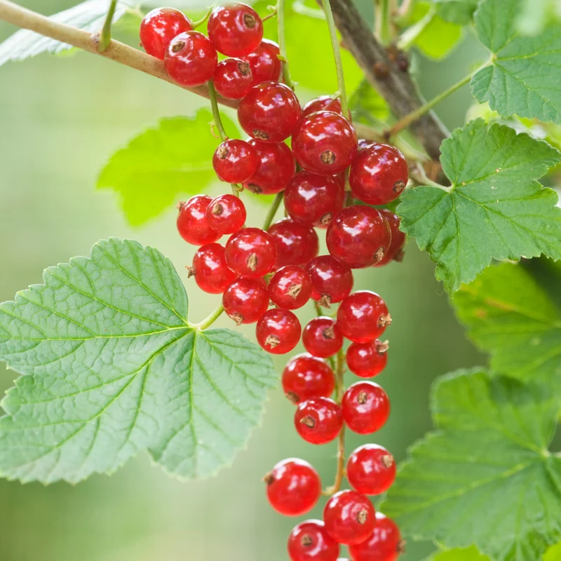 Bio-Obst "Beerenliebe"