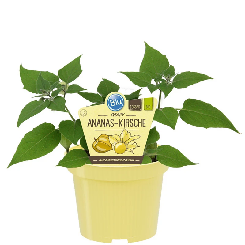 Bio Ananas-Kirsche