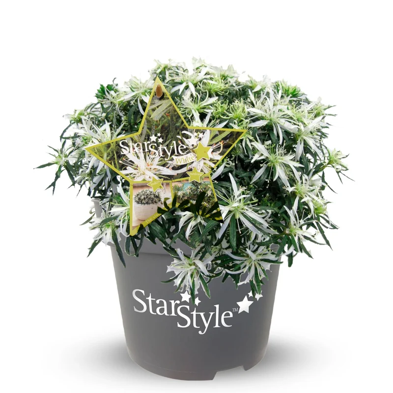Azalea Star Style® 'Star Style™'