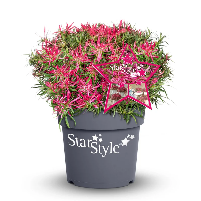 Azalea Star Style® 'Star Style™'