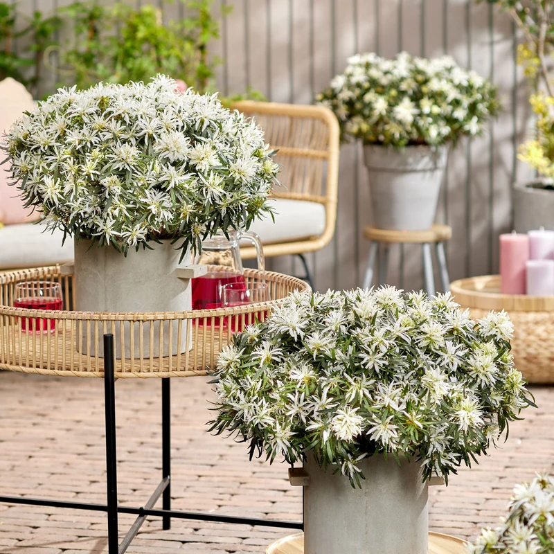 Azalea Star Style® 'Star Style™'
