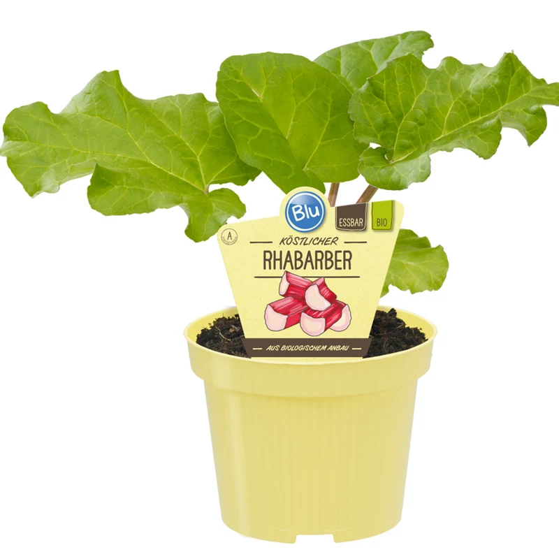Bio Rhabarber