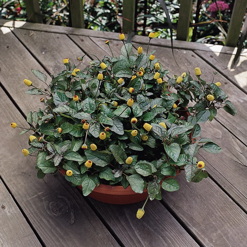 Bio Prickelknöpfe