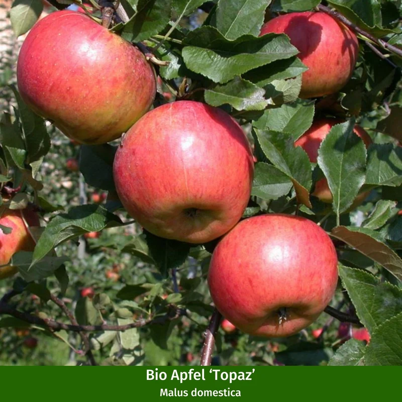 Bio-Obst Sommer- & Winterapfel im Set
